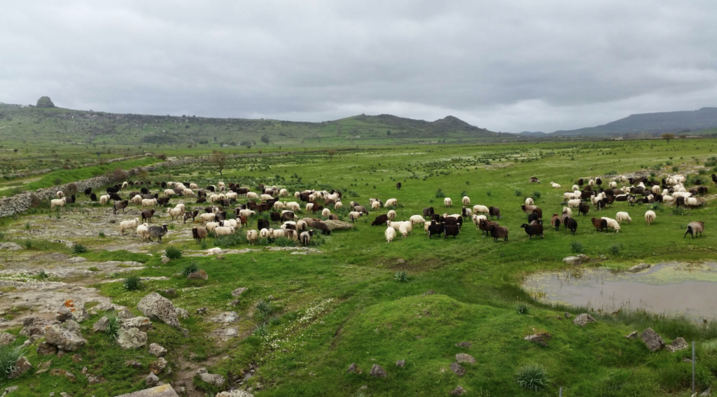 sardinian sheeps